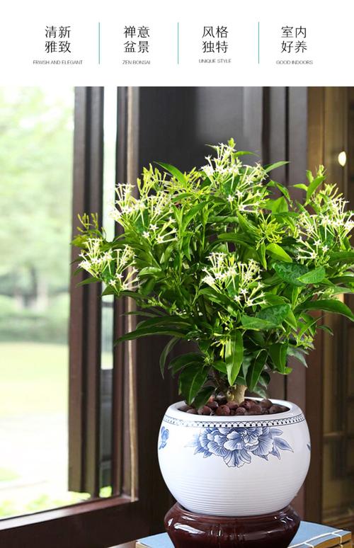 夜來香花樹苗九里香花卉盆栽植物室內(nèi)驅(qū)蚊花濃香四季開花好養(yǎng)易活