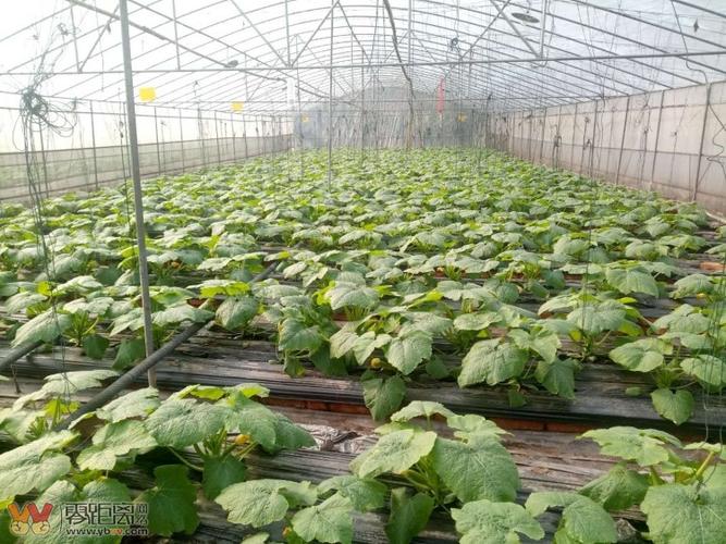 高縣:特色蔬菜殺入新市場 循環農業打造新模式