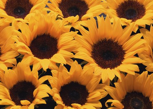 花朵背景圖片(12) - 植物花卉 - 設(shè)計(jì)帝國