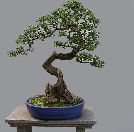 雀梅盆景欣賞(圖)