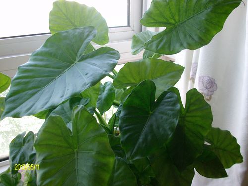 新得到一盆花,不知花名,才四五天,葉子已經(jīng)發(fā)黃,請問是什么花?