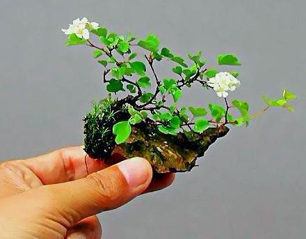 微型盆景的制作步驟
