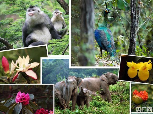 云南林草高質量發展 國土綠化樹起綠色豐碑