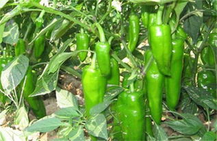 辣椒這個樣子是什么病