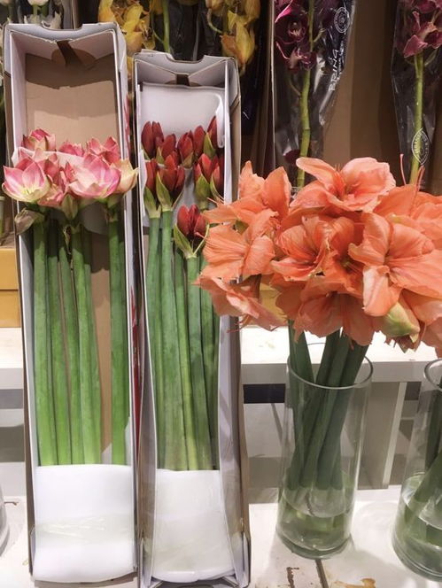 北京 不知道去哪兒買花 這家花卉市場你一定要去打卡