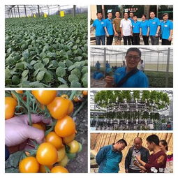 最先進(jìn)的無(wú)土栽培及種菜技術(shù),在這兒