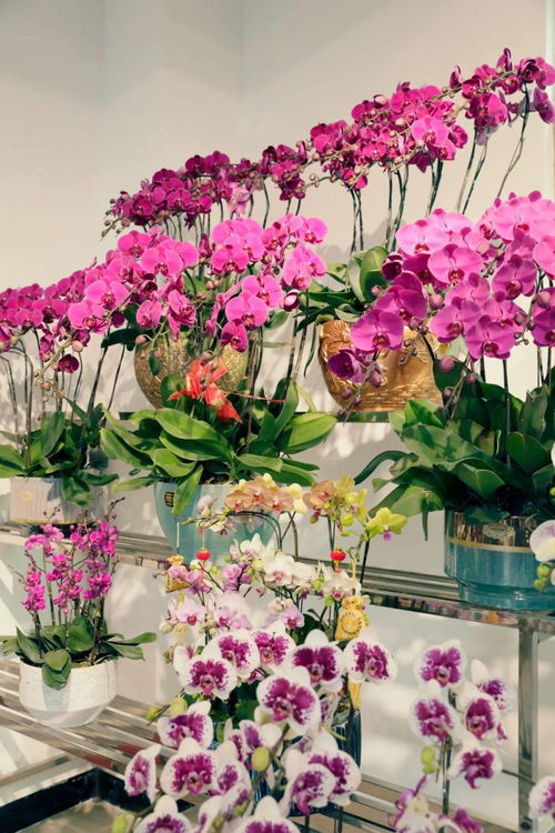 石灣必逛花卉超市 年花年桔應有盡有