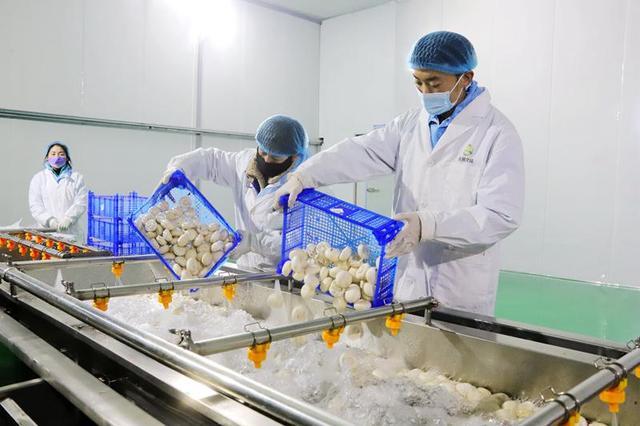 制種,草畜,蔬菜,特色林果,食用菌等特色優(yōu)勢(shì)產(chǎn)業(yè)  ,  不斷培育壯大