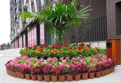 武漢租花-漢陽租花-雅淳花卉出租