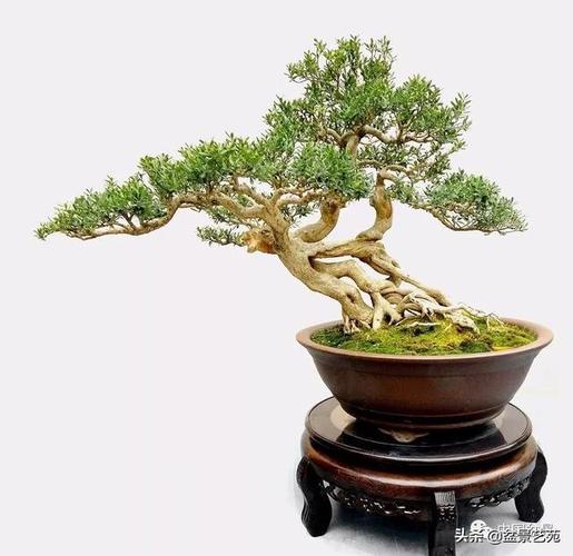 你喜歡這些為樁景而生的樹種嗎?_盆景