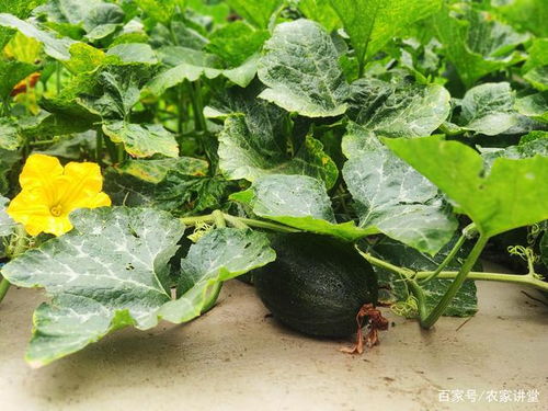 6種適合樹(shù)下栽培的蔬菜,均是市場(chǎng)的寵兒,你知道哪幾種