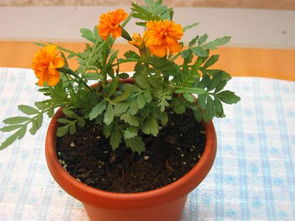 請(qǐng)教這花為何名