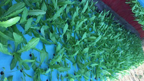 問(wèn):最近我培育的蔬菜常出現(xiàn)苦味是什么原因