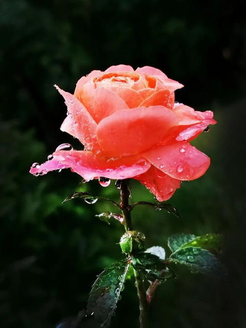 手機(jī)花卉攝影