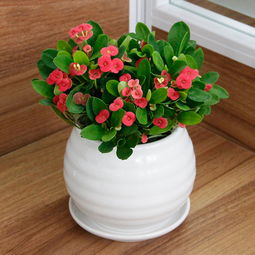 優(yōu)惠券 十大品牌排行榜 哪個(gè)牌子好 淘寶商城 天貓商城精選 京東商城 拼多多商城