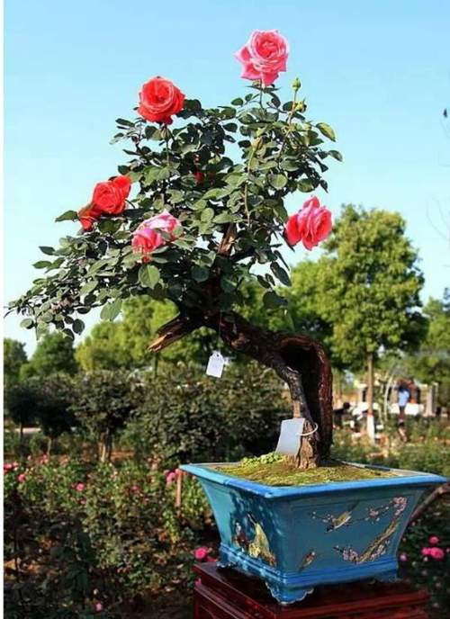 月季盆景月季盆景圖片月季盆景價格