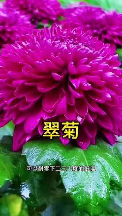 耐寒又耐高溫的翠菊 花期長(zhǎng)好養(yǎng)活 養(yǎng)花小知識(shí) 養(yǎng)花 花卉綠植