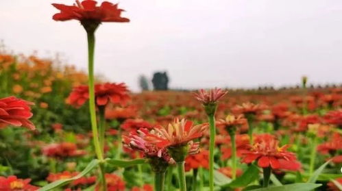 鶴壁這個(gè)地方驚現(xiàn)大片花海 等你來(lái)打卡