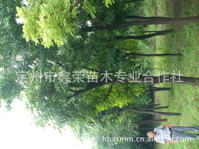 長期供應各種規格的石榴樹8-12公分的石榴樹_經濟林木_農林牧漁行業_產品_中國特產網