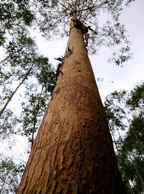 種樹容易砍樹難 辦理林木采伐許可證,真的很難嗎