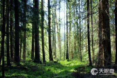 重慶市林木種苗站