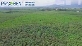 實(shí)拍老撾大型橡膠廠,你家里的橡膠制品一定是從這個(gè)加工廠生產(chǎn)的