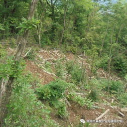 陽(yáng)壩鎮(zhèn)田壩里村一村民因?yàn)E伐林木162株被康南分局查獲