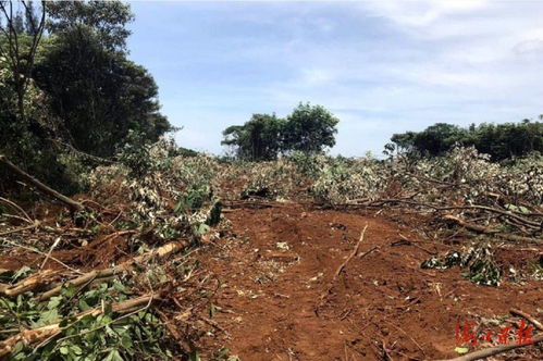 毀壞林木林地面積20.37畝 兩名男子被?？谏叹? />
</span>
<span id=