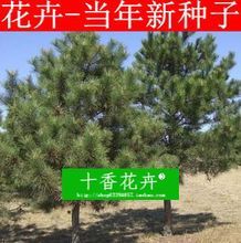 【黑松種子】最新最全黑松種子 產品參考信息