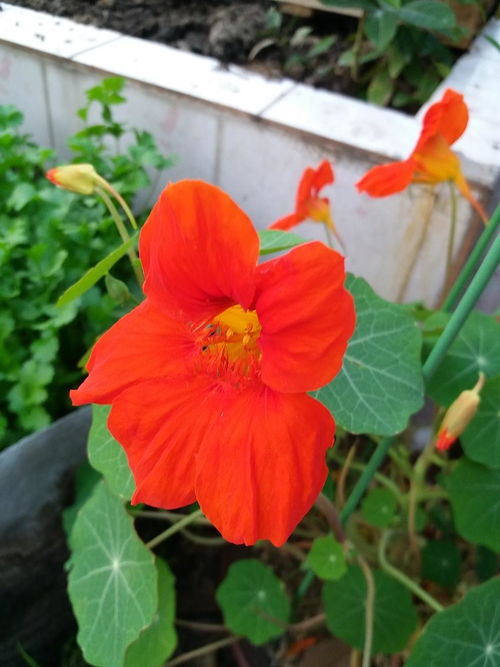 陽臺可以種哪些可以吃的花卉植物