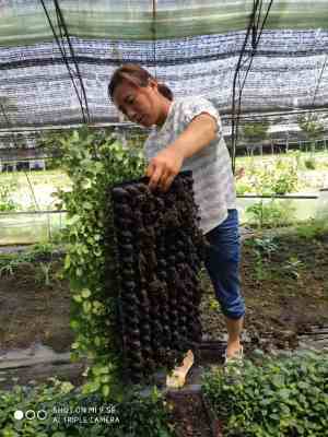 新聞 貴州藍莓苗的培育方法批發(fā)