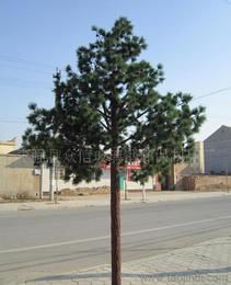 各種樹木供應信息 各種樹木批發(fā) 各種樹木價格 找各種樹木產(chǎn)品上