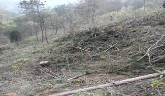 商南縣森林公安局 無(wú)證采伐林木 觸犯國(guó)法被拘