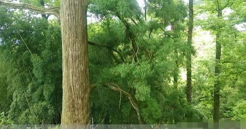 母親獨(dú)自供兒子上大學(xué),因盜伐林木被抓,民警上門幫其喂豬