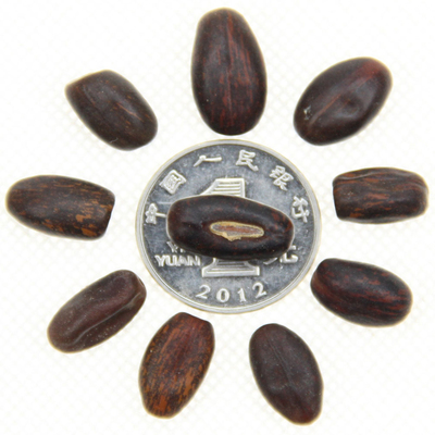 批發林木種子刺桐樹、雞冠刺桐種子、保證質量、發芽率高量大優