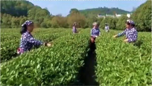 茶園每天吸引500名采茶工,這里的茶葉不同尋常,茶樹與林木共生