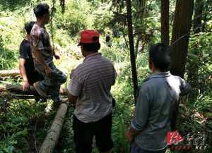 龍山縣人民政府 內溪鄉迅速處理一起偷伐林木事件