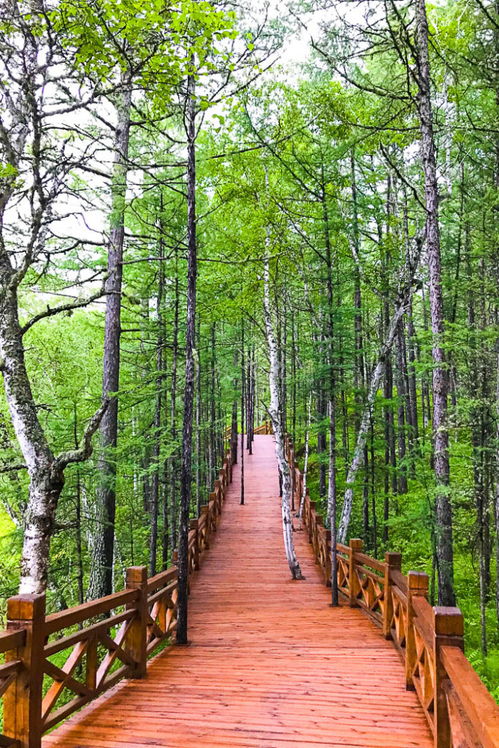 網紅打卡地阿爾山,天池花海日落,3 5天旅游攻略總結