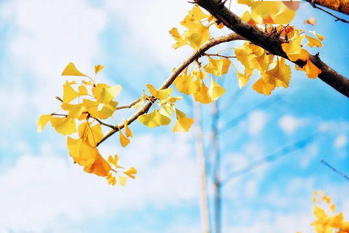 食用林產(chǎn)品質(zhì)量安全科普小常識