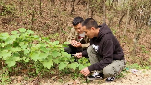 貴州望謨 加強林木種質(zhì)資源保護 奏響生態(tài)文明奮進樂章