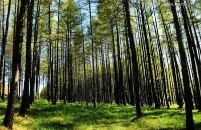 重點專項巡禮 | 聚焦國家重點研發(fā)計劃之農業(yè)領域(林業(yè)資源篇)