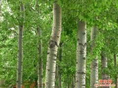 供應林木|林木種植|河南綠葉開達花卉銷售_供應產品_河南綠葉開達花卉銷售