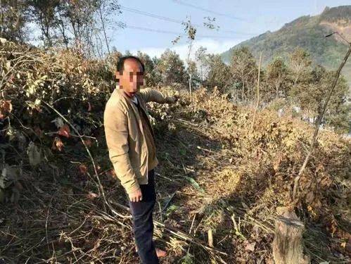 萍鄉一村民砍伐自己承包山場上的林木被抓了