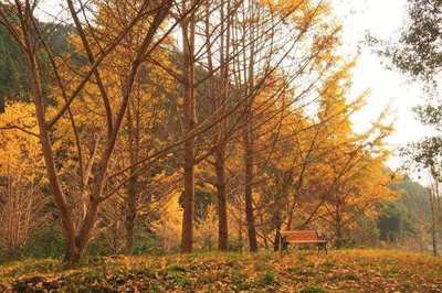 廣東公布省十大樣板鎮(zhèn)村林場(chǎng)名單