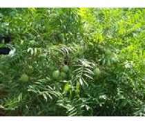 【綠化苗木文冠果樹苗供應(yīng)各種規(guī)格量大價(jià)優(yōu)】淄博淄川多好林木專業(yè)合作社 - 產(chǎn)品庫