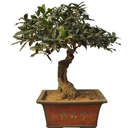 山東盆景名家精品邀請(qǐng)展引游客關(guān)注