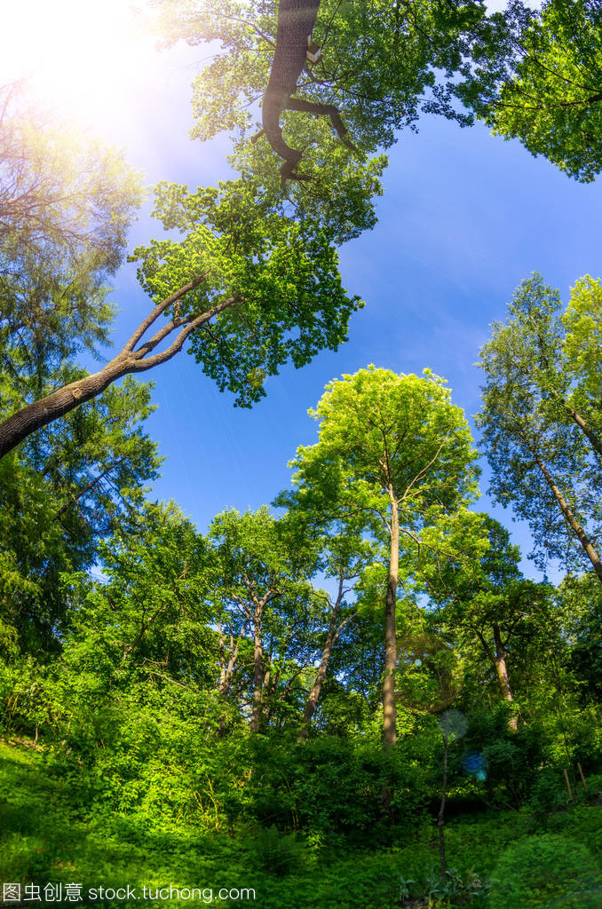 公園內(nèi)林木高大的樹木和,陽光視野寬闊的天空
