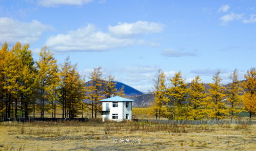 從 靠山吃山砍山 到放下斧頭當導游 揭秘神奇阿爾山的前世今生
