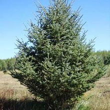 枟杉 樹(shù)木 六盤(pán)山苗木基地