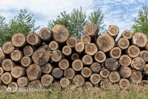 林木工人砍伐的森林中一大批樹干林木工人砍伐的樹干